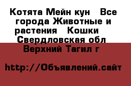 Котята Мейн кун - Все города Животные и растения » Кошки   . Свердловская обл.,Верхний Тагил г.